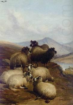 unknow artist Sheep 192 china oil painting image